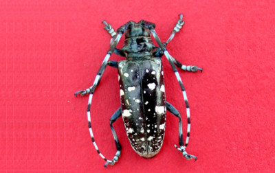 beetle in ma Asian longhorn