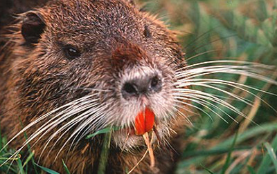 Nutria Reduce Risks From Invasive Species Coalition