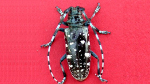 Asian Longhorned beetle