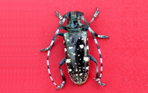 Asian Longhorned beetle