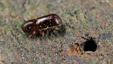 Redbay Ambrosia Beetle